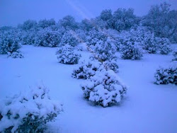 NIEVE EN LA DEHESA