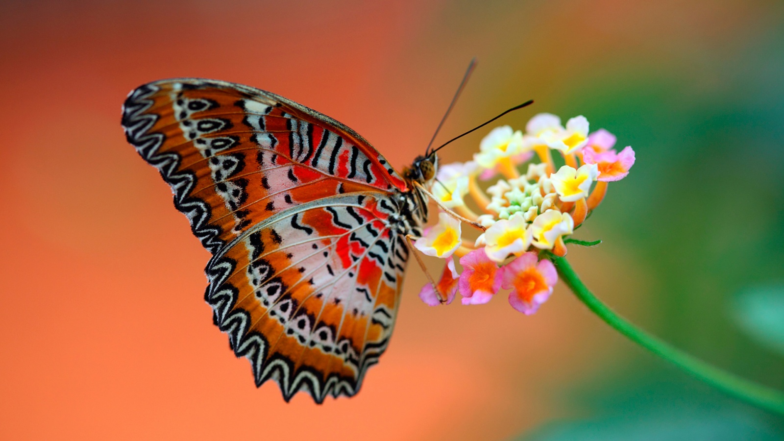 butterfly_on_flower-1600x900.jpg