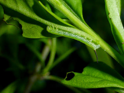 Daphnis nerii caterpillar Daphnis nerii caterpillar