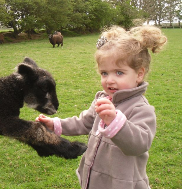 Black Baby Lambs