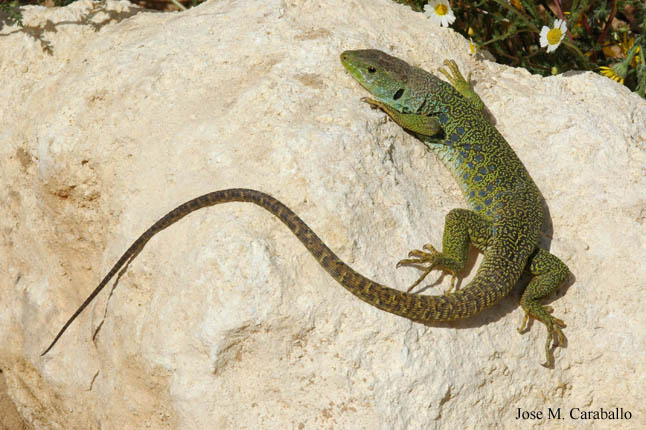 ADAPCIONES AL MEDIO Mind42