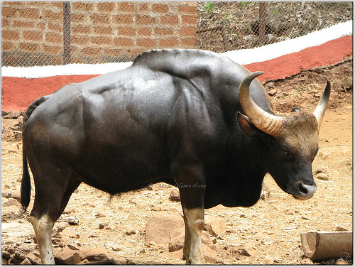 Latest Tamil News: Endangered Species in India- Bison (Gaur)