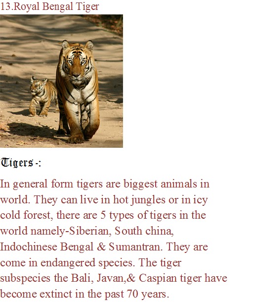 the white tiger essay India in the white tiger word count: 501 approx pages: 2 save essay view my saved essays downloads: 1 grade level: high school login or join now to rate the. the white tiger essay India in the white tiger word count: 501 approx pages: 2 save essay view my saved essays downloads: 1 grade level: high school login or join now to rate the.