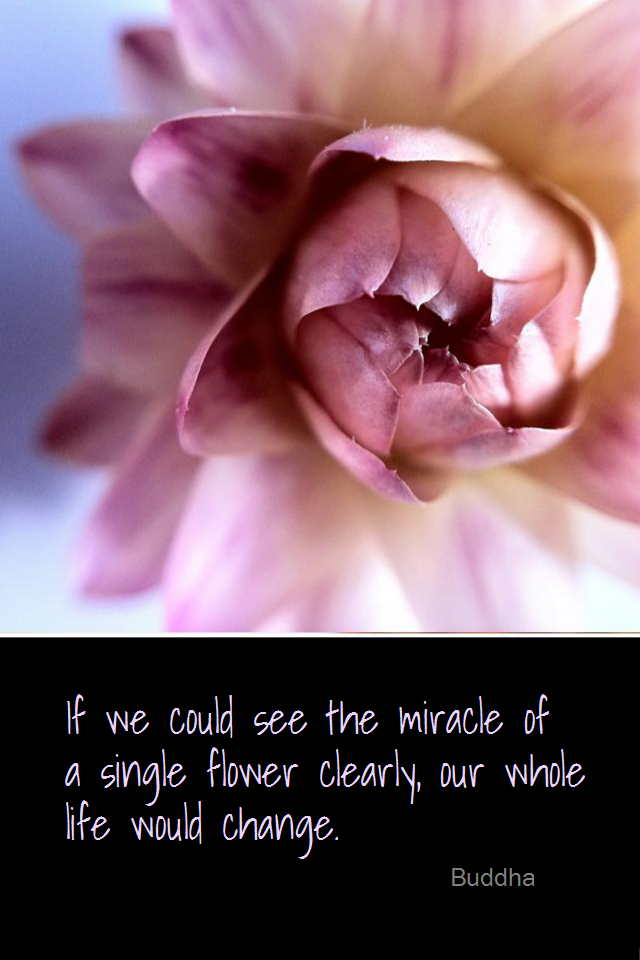 visual quote - image quotation for AWARENESS - If we could see the miracle of a single flower clearly, our whole life would change. - Buddha