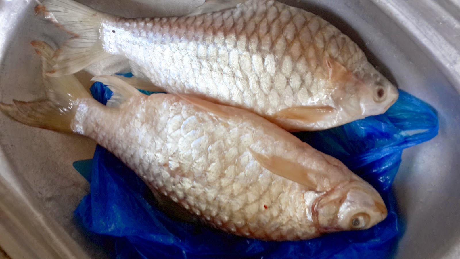 Katakanlah Biarpun Ia Pahit Sedapnya Ikan Kerai Katakanlah Biarpun Ia Pahit Sedapnya Ikan Kerai