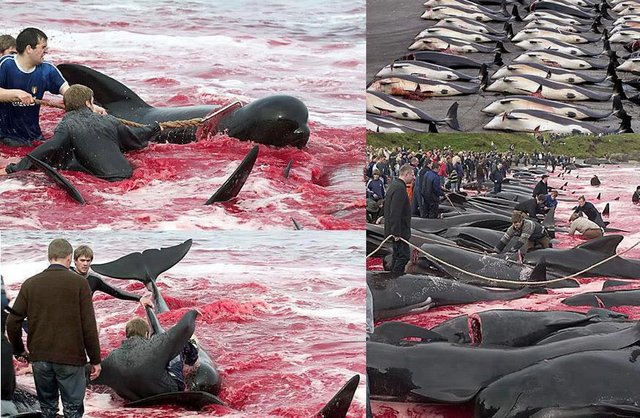 Dolphin Massacre Denmark