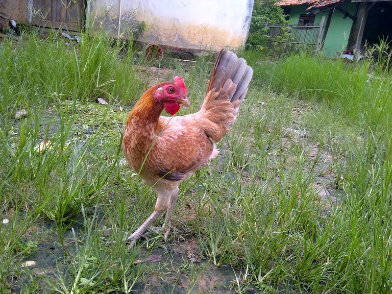 Cemani Farms Laughing Chickens Ayam Cemani Poultry Breeding