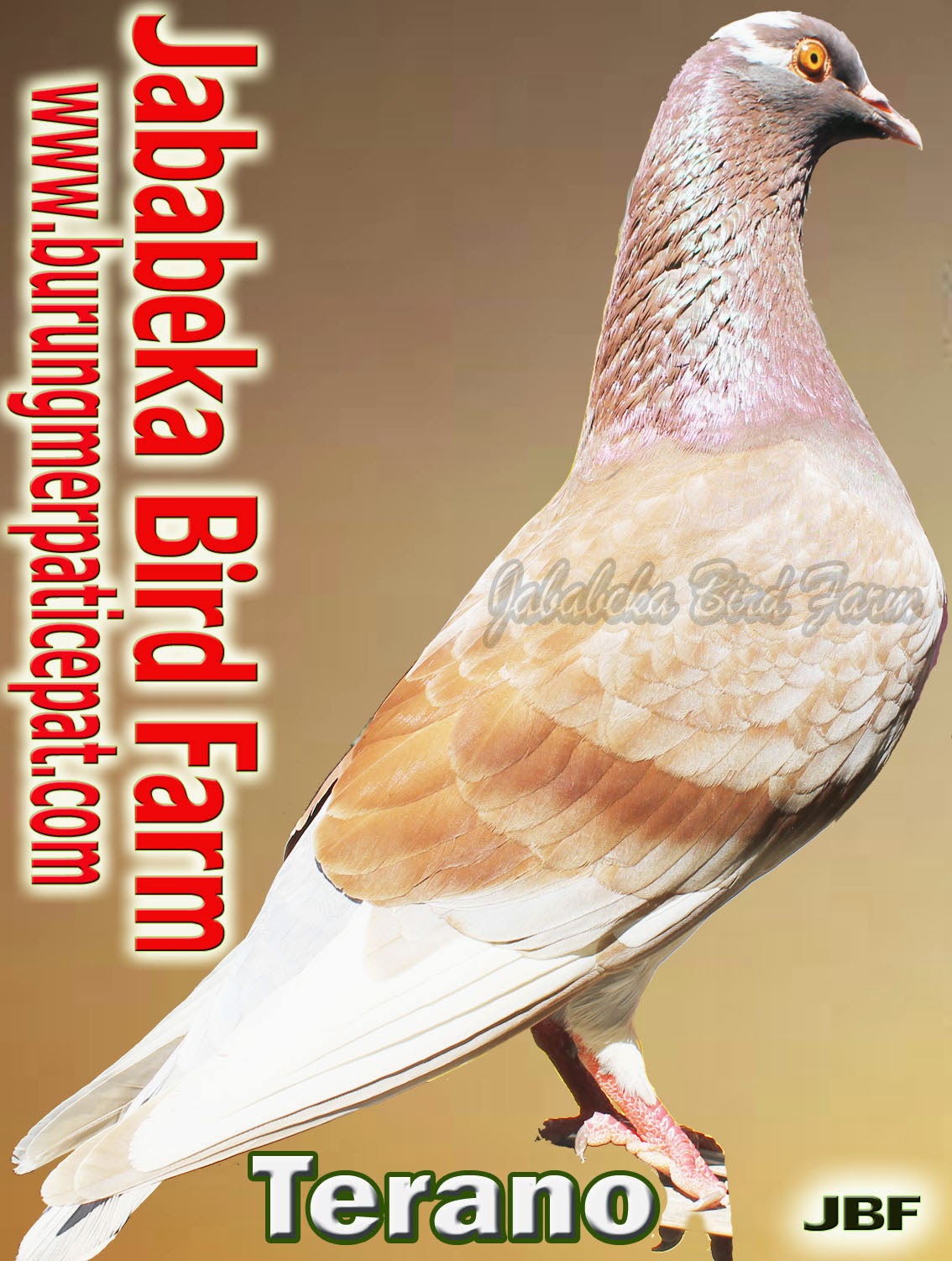 0287 382807 085228600358 085329515425 Burung Merpati Di Pak M
