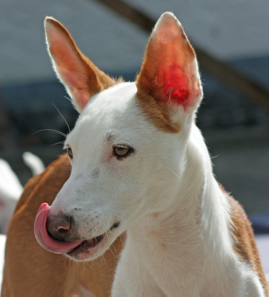 Windhunde Leben in Freiheit
