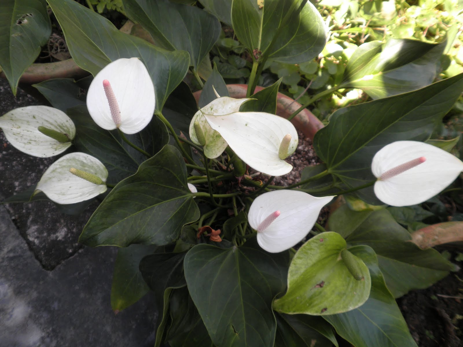 Projek Nursery DiJohor.........: Koleksi pokok Keladi Hiasan...
