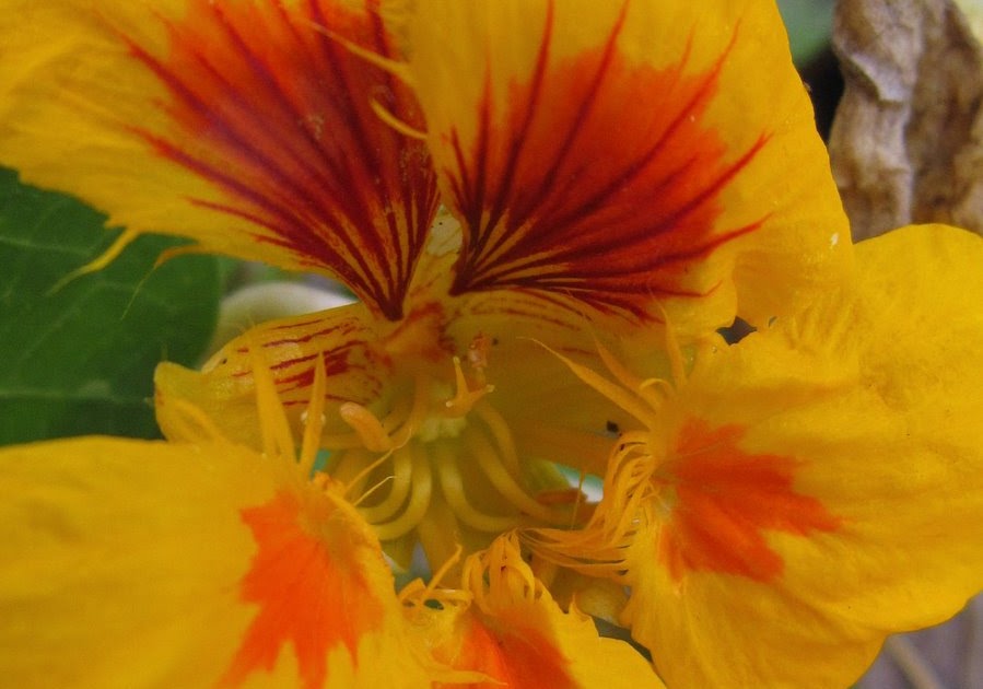 Plant Photography Nasturtium 'Jewel Mix' Yellow Flower