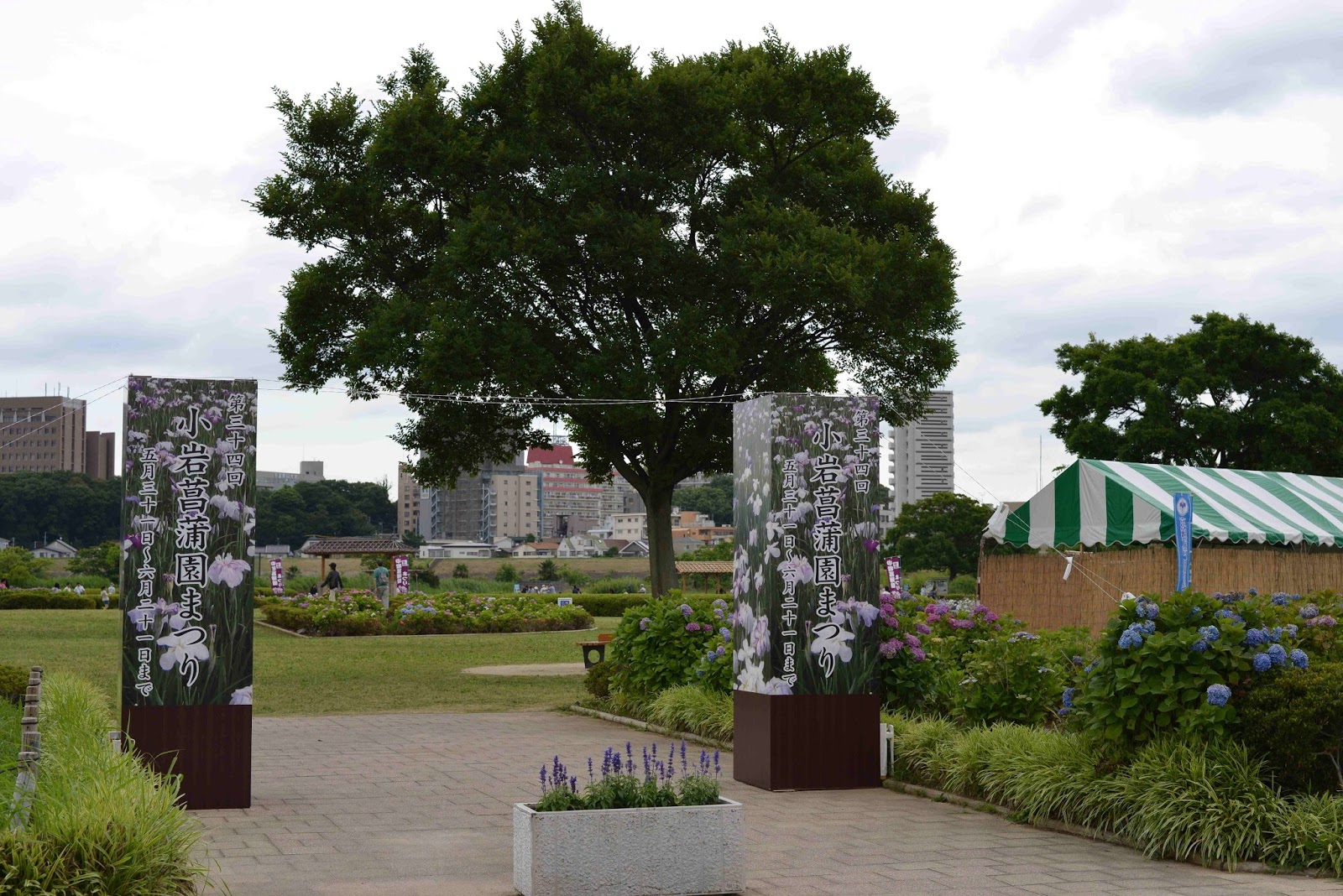 きた みた まけた 小岩菖蒲園 江戸川区北小岩