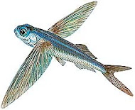 Pez volador - Exocoetidae