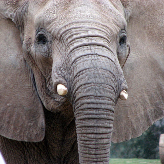 kumpulan gambar gajah kumpulan gambar gajah