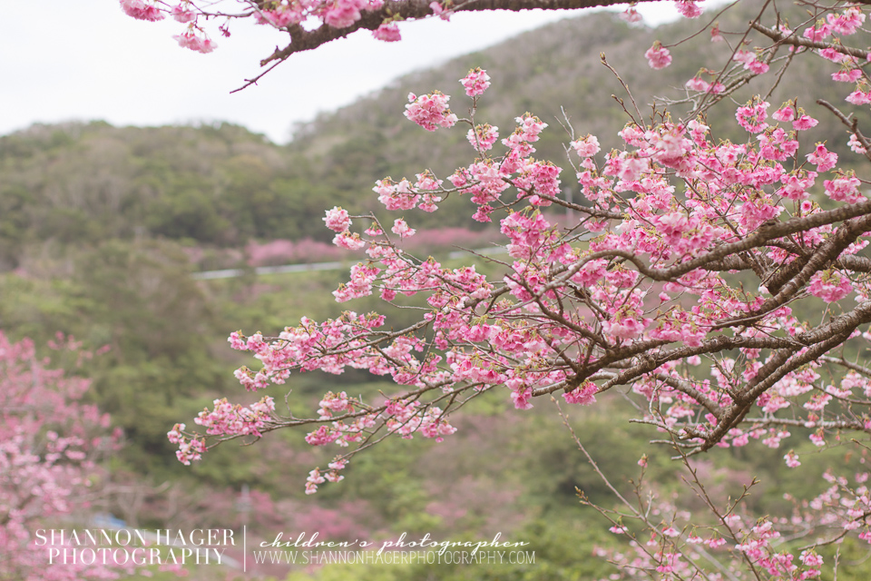 Cherry Blossoms in Okinawa by Shannon Hager Photography, Portland Photographer