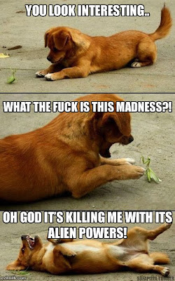 Funny DOG Pictures