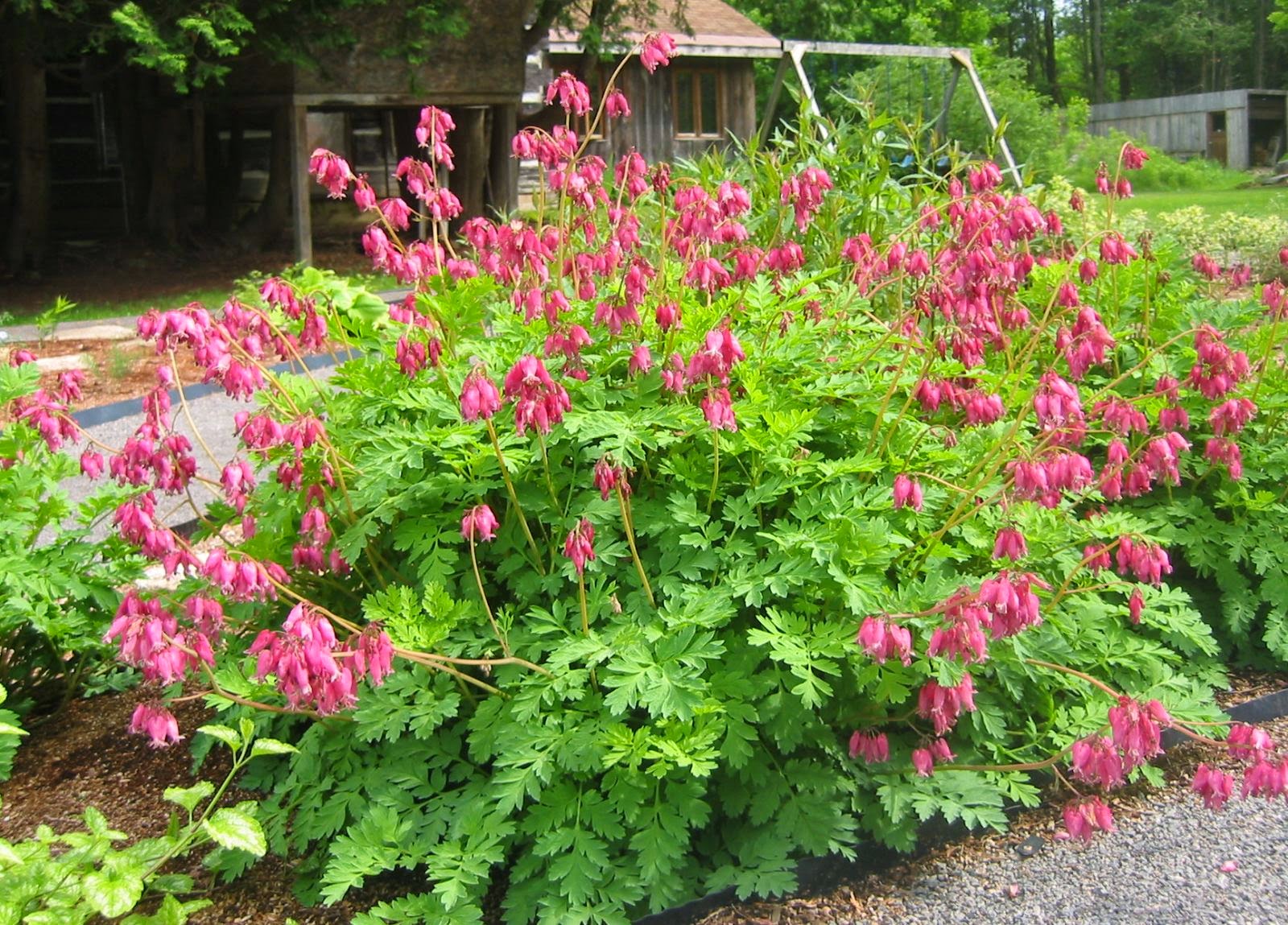 Mahonias Useful Shrubs For A Shady Spot The Backyard Gardener