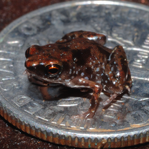 最小青蛙 7.7公釐