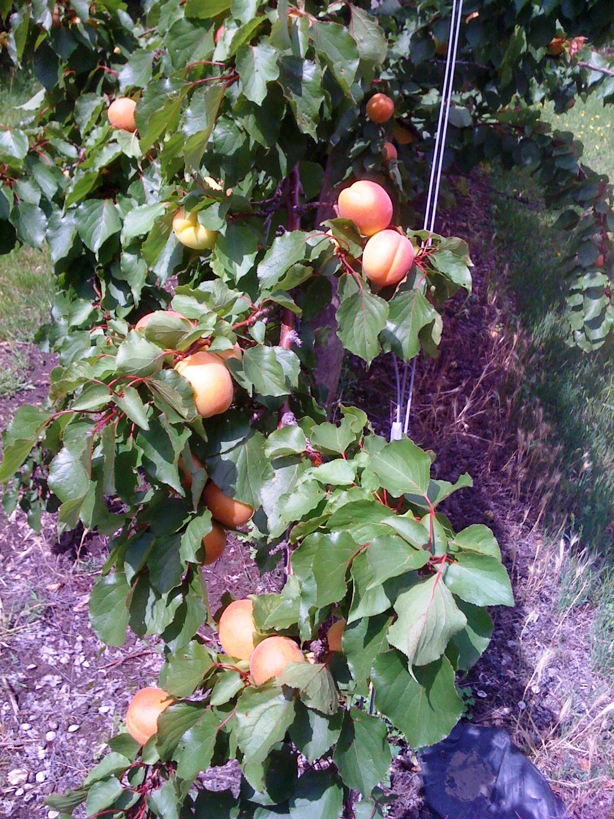 Simmone Logue Apricot Season!