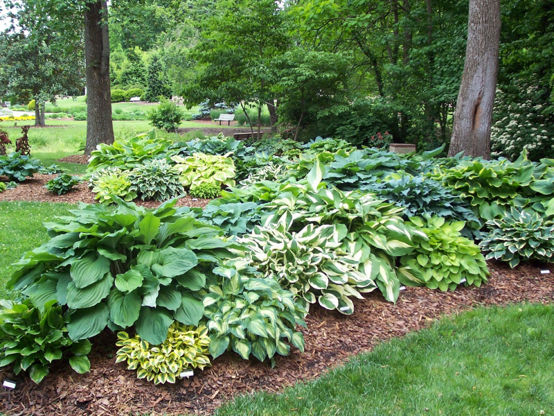 dr dan s garden tips handsome hostas dr dan s garden tips handsome hostas