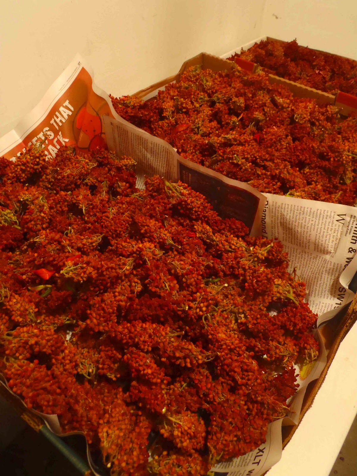 Wild Things in October Sumac