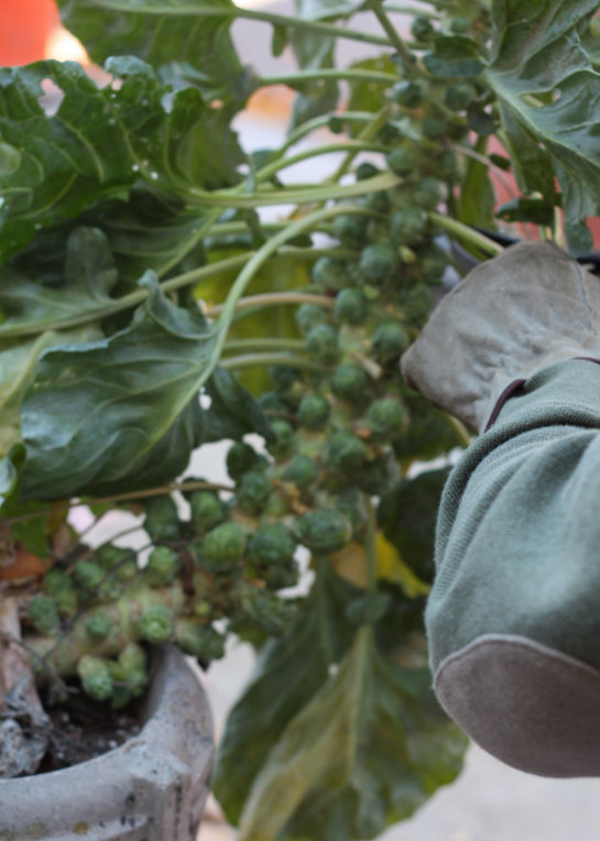 17 Apart Brussels Sprouts Harvest & Update