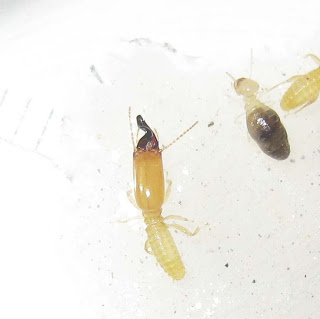 Pericapritermes dolichocephalus termite worker and soldier