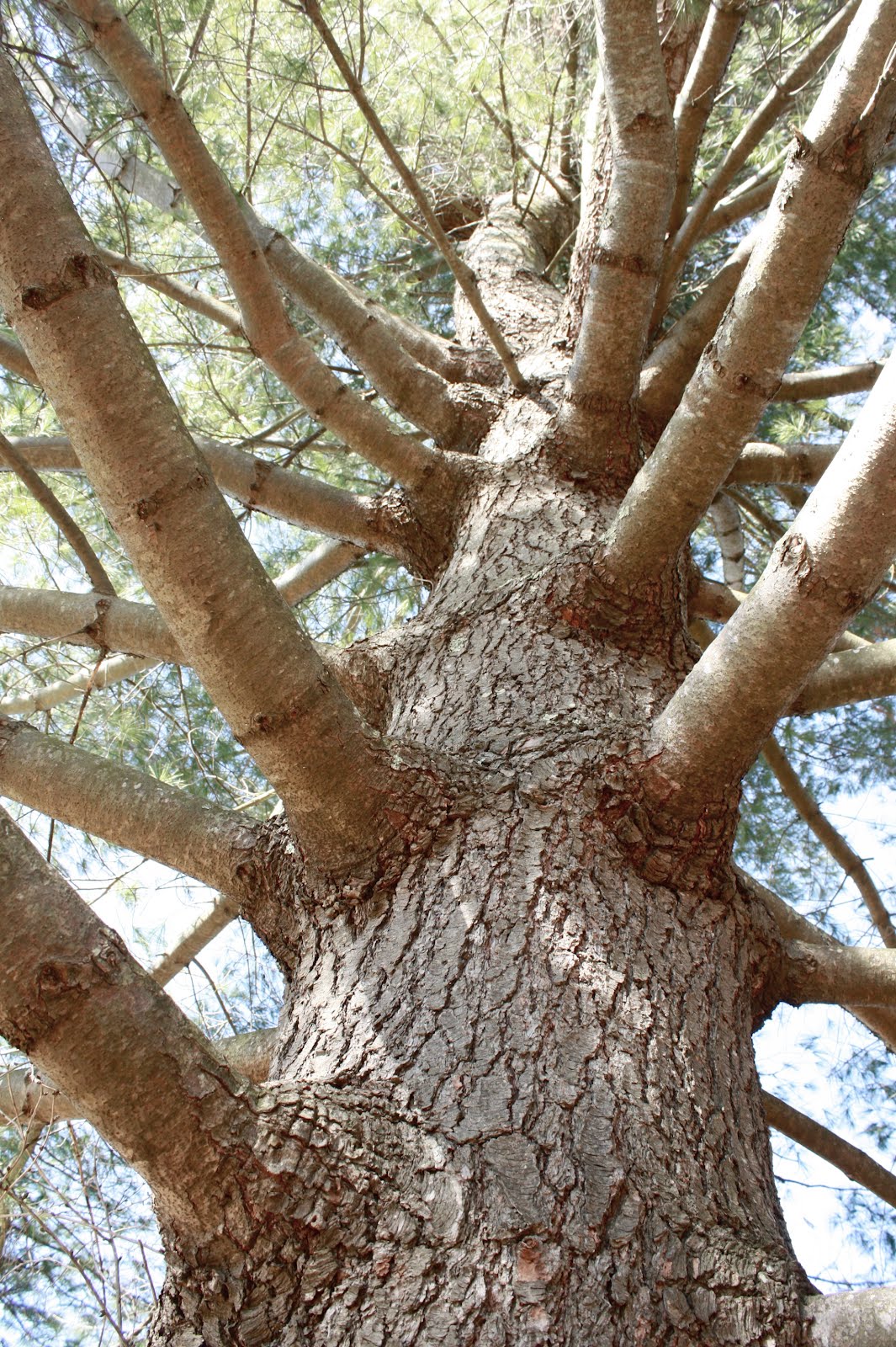 Buby + Bleu Best Climbing Tree