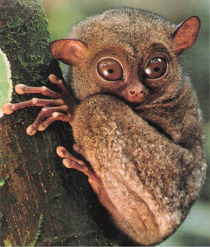 ZOOLOGICO MUNDO ANIMAL zoologico mundo animal: