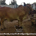 KGN Cattle Farm Pics May 2014