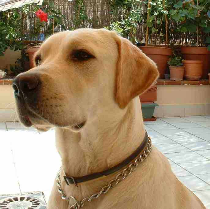 EL PERRO Y EL COCODRILO el perro y el cocodrilo: