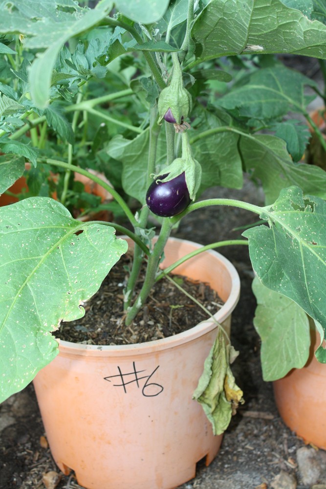 The Edible Garden The Eggplant Breeding Experiment