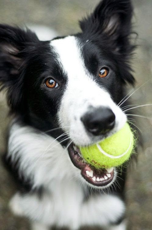 least smelly dogs pet s we april 2015 least smelly dogs pet s we april 2015