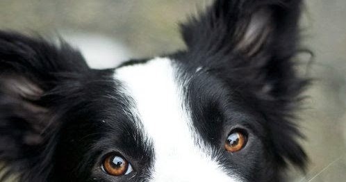 least smelly dogs pet s we top 5 least smelly breeds least smelly dogs pet s we top 5 least smelly breeds