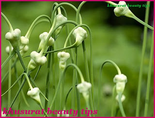 Kashmiri-luhsan-snow mountain-garlic-plant
