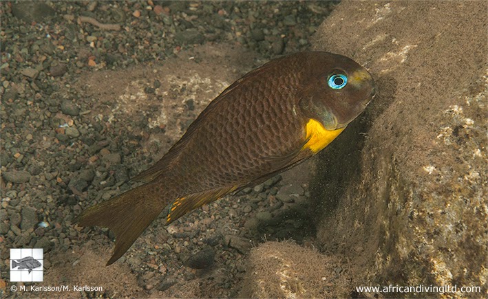 tropheus_sp_crescentic_segunga_north.jpg