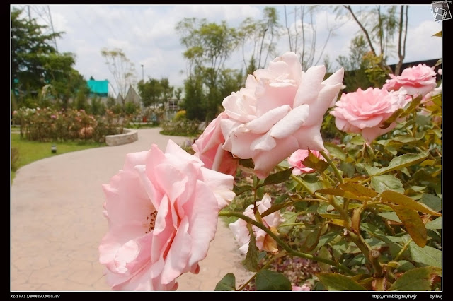 雲林古坑-耐斯集團-羅莎玫瑰莊園