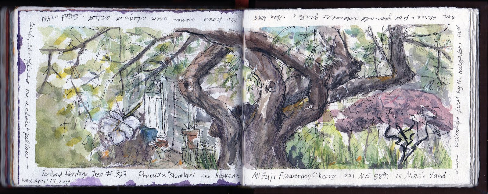 Urban Sketchers Portland Scavenger Hunt Heritage Tree 327