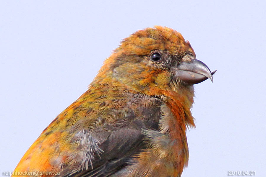 The Backyard Wildbird and Nature Store Nanaimo bird report, August 14