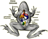 anatomy of a frog