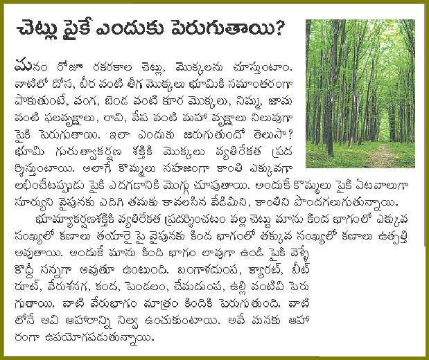 TELUGU WEB WORLD WHY TREES GROW HIGHER AND HIGHER INTO THE SKY