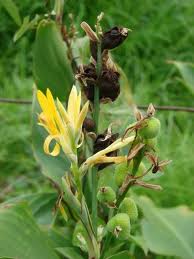 Tanaman Obat : BUNGA TASBIH