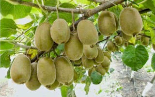 Buah Kiwi 18 Manfaat Buah Kiwi Bagi Kesehatan