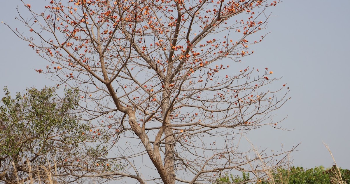 Das plantas e das pessoas Bombax costatum (Malvaceae, Bombacoideae)
