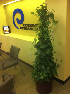 Cambridge, MA interior office plants at work beautifying office work place.