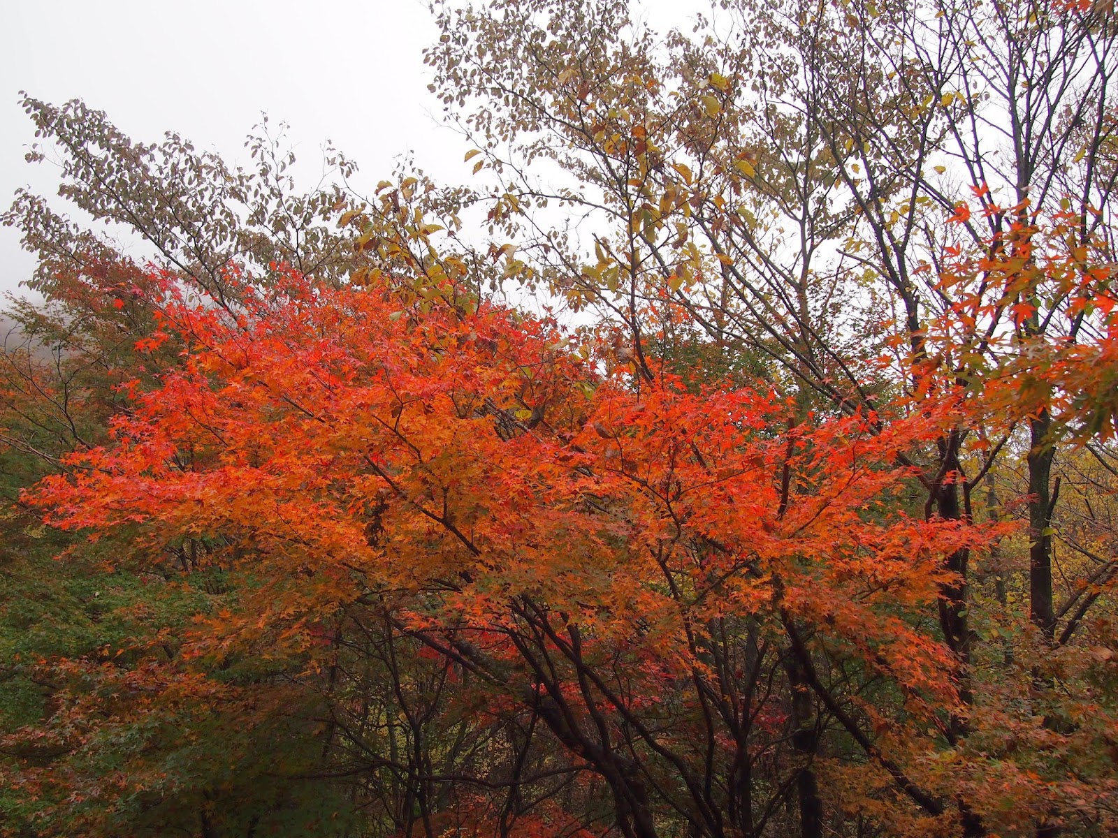 一日一花 海の見える丘から 紅葉の久住高原ロードパーク