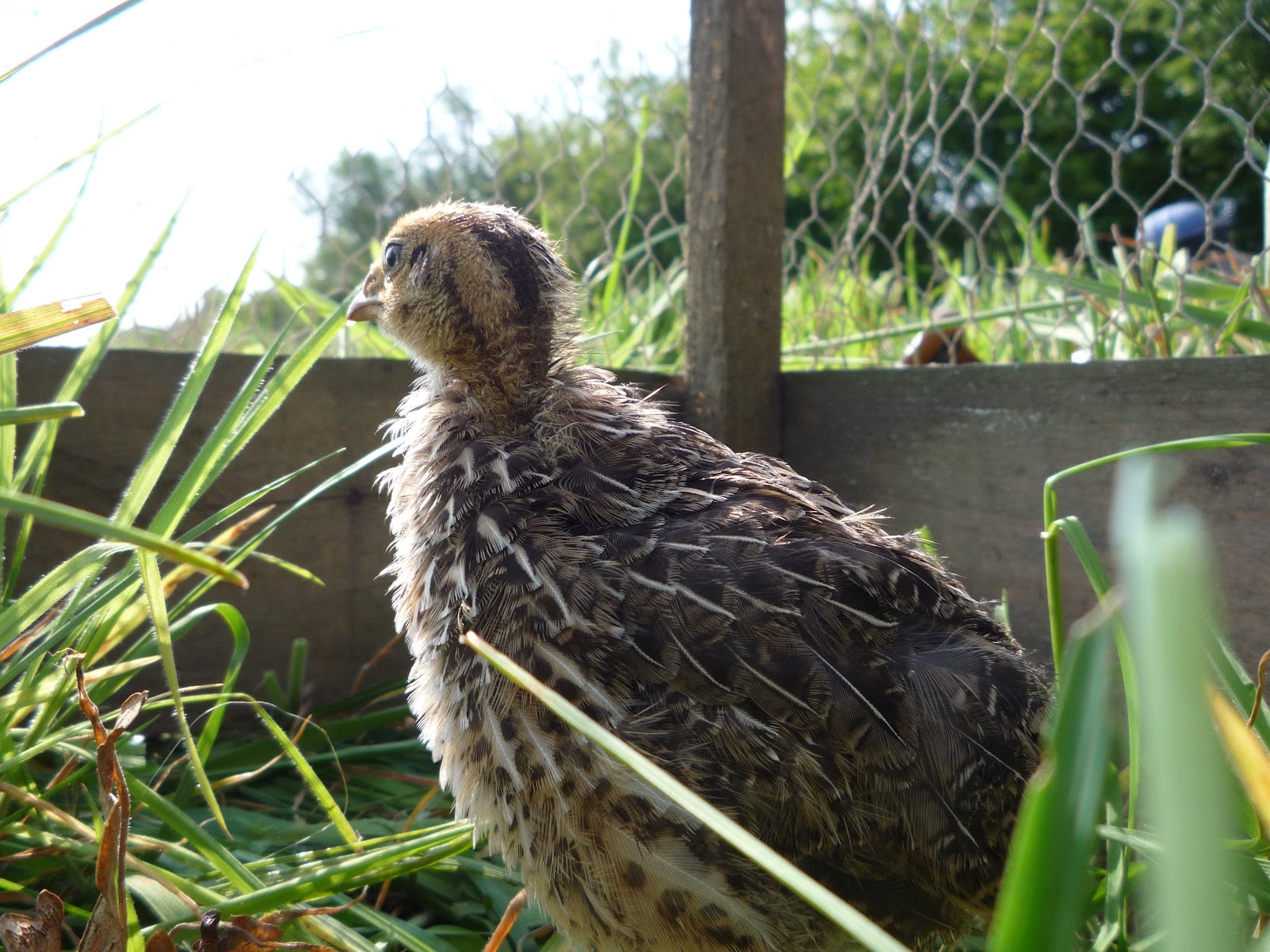 Hen teaches quail chicks to forage and how we freerange them. Hatching