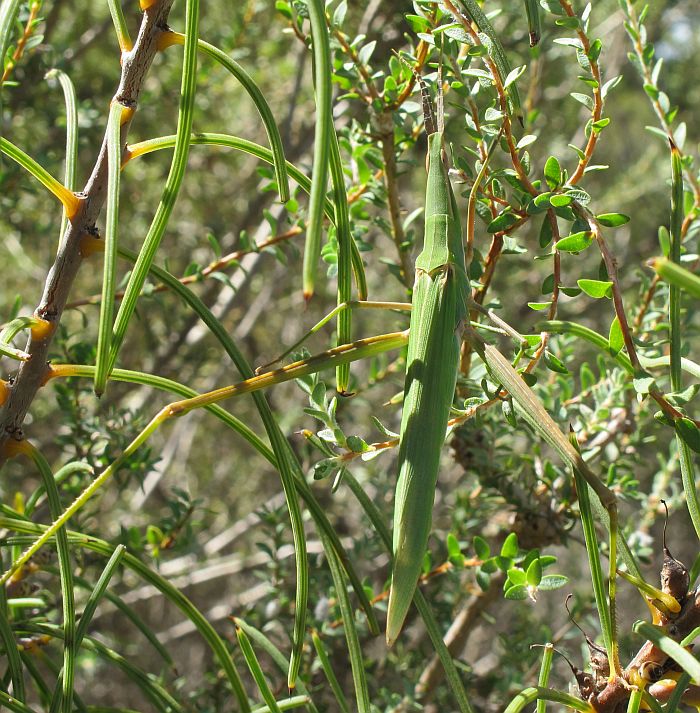 acrida conica