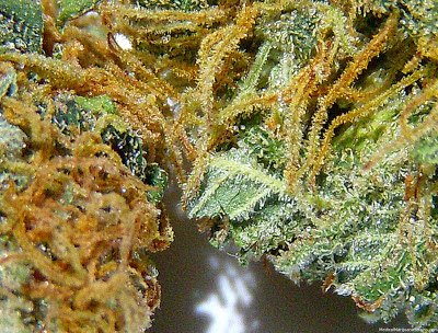 variedades de maconha - sementes de maconha variedades de maconha - sementes de maconha
