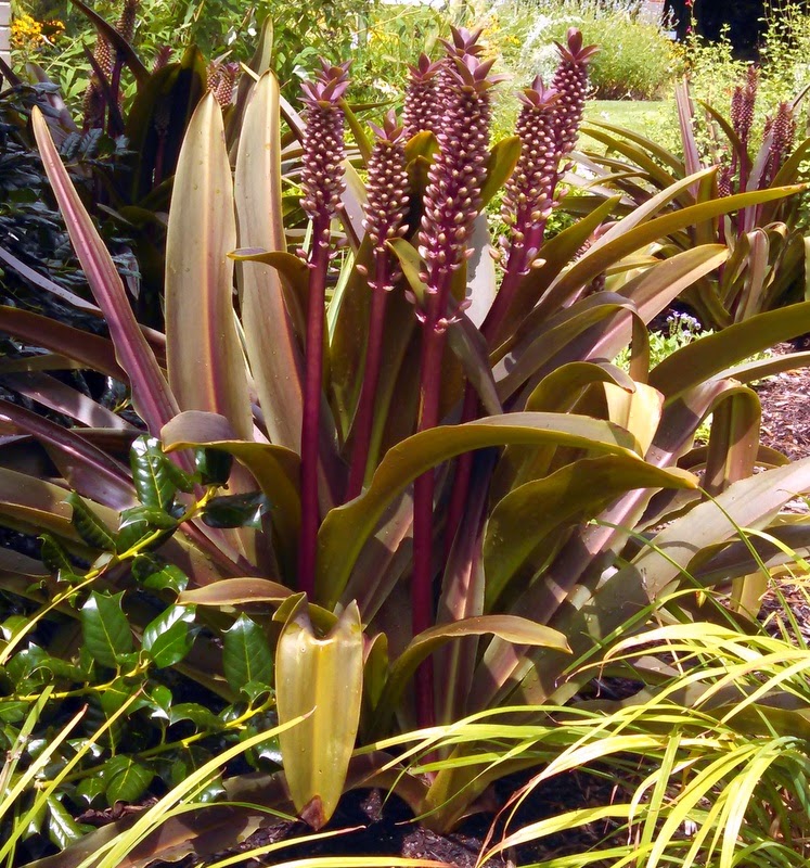 to the Pitt County Arboretum PINEAPPLE LILY